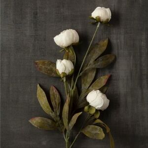 Cream Peony Stem by Ashland Sold Out Viral VHTF set Of 8